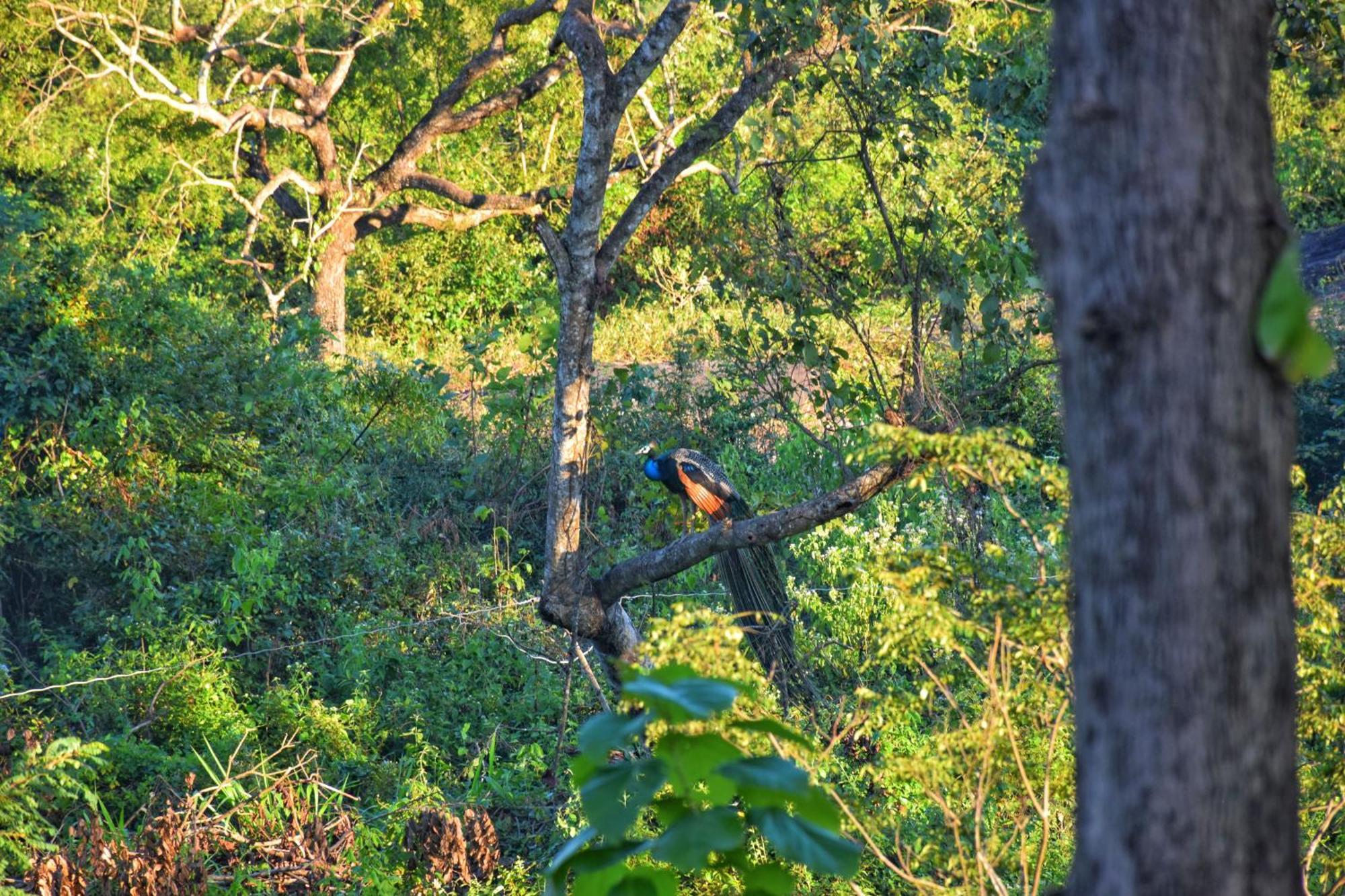 Sigiri Saat Cabana Sigiriya Luaran gambar