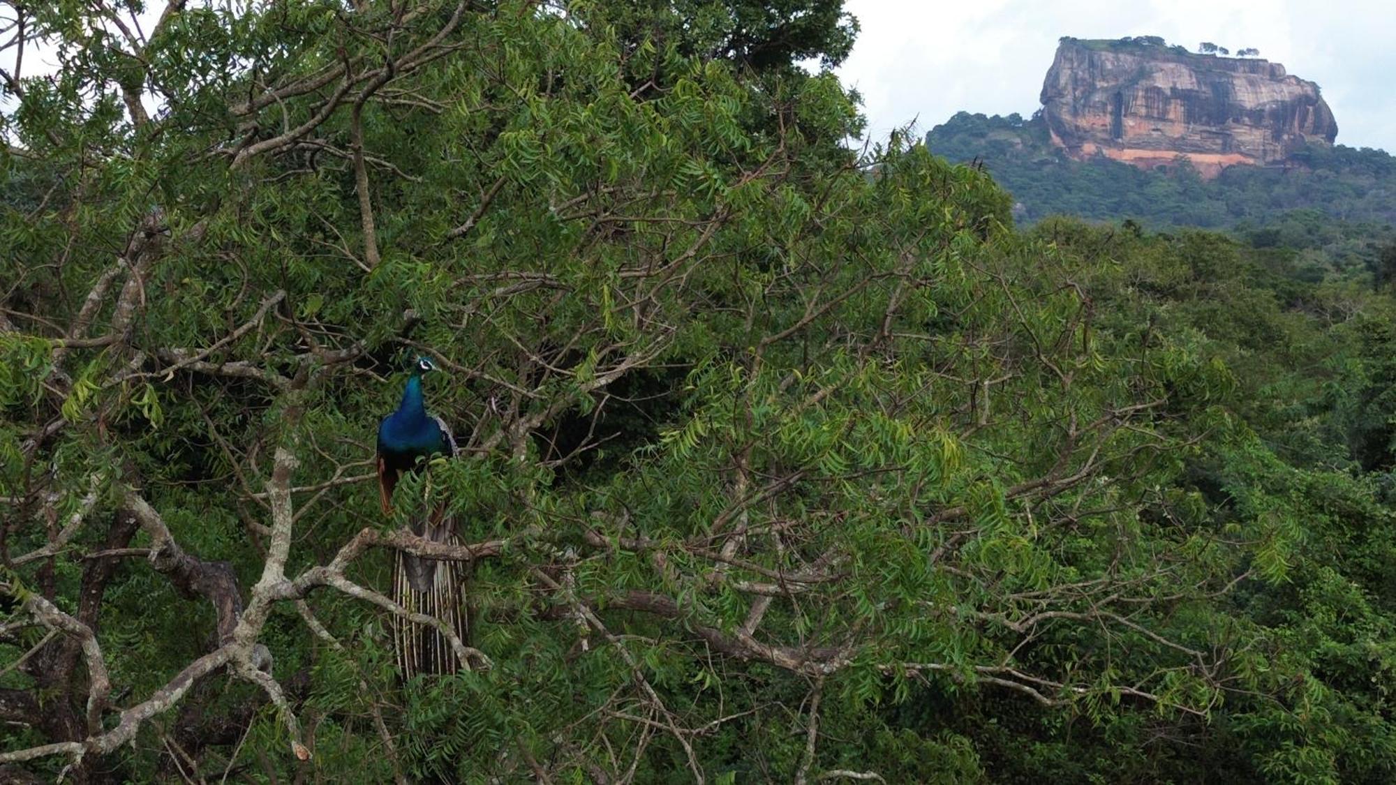 Sigiri Saat Cabana Sigiriya Luaran gambar